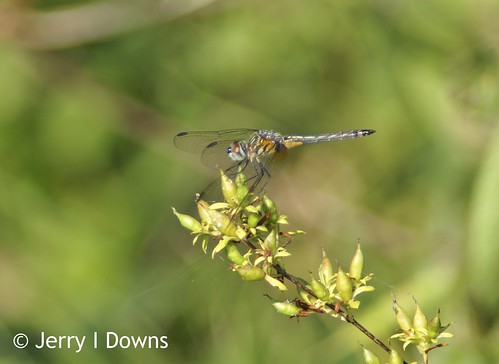 dragonfly indiana greenecounty goosepond jerryidowns