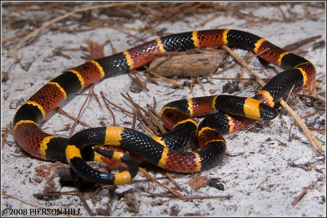 Venomous Snakes of North America - a gallery on Flickr