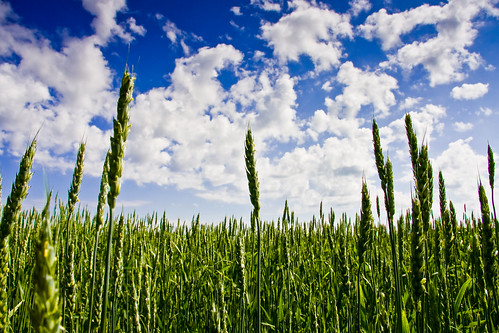 green field clouds rural wheat grain bluesky manitoba prairie