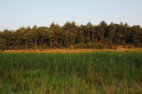 forest geotagged westvirginia marsh geo:lat=39130168 geo:lon=78599786