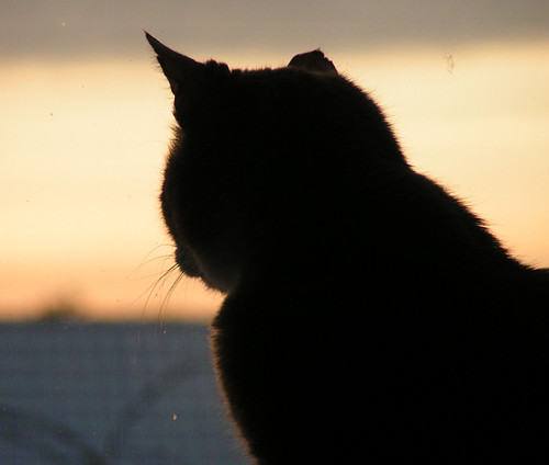 sunset pet window look animal cat looking ampolution