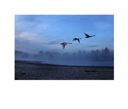 blue lake horizontal photography swans wilderness normandy philippe jacquot phj stgermaindetables