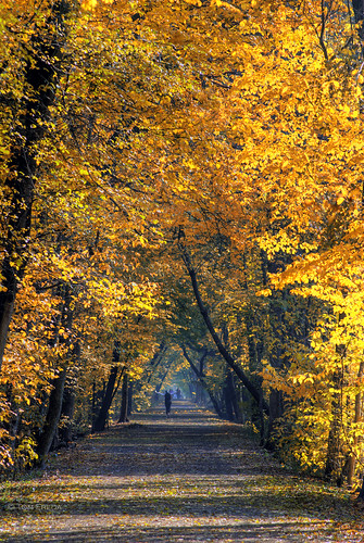 autumn toronto ontario fall trail hdr indiansummer photomatix northtoronto landscapesseascapes kaygardnerbeltlinepark tomfredaphotography