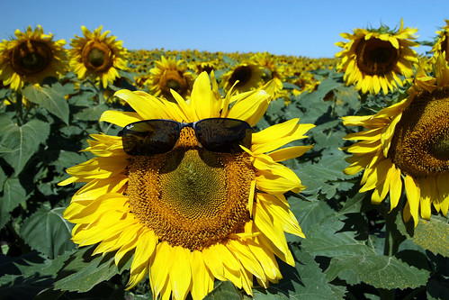nature sunglasses yellow gold sunflower northdakota agriculture canon30d snoshuu lensefs1785mmf45f56isusm