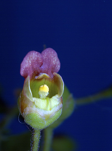 flower flor flowerotica antoniocosta escrofularia