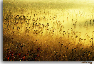Sunflowers: Lost Souls (gold)