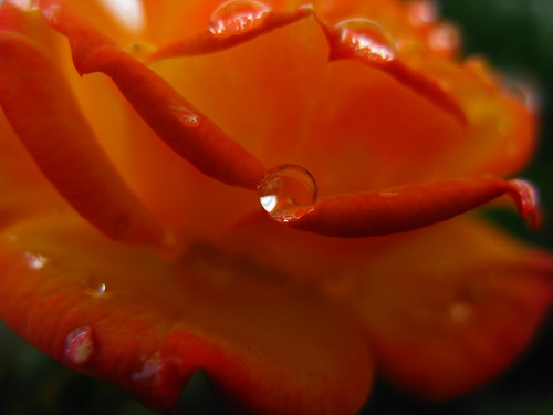 uk macro nature rain rose harlow essex