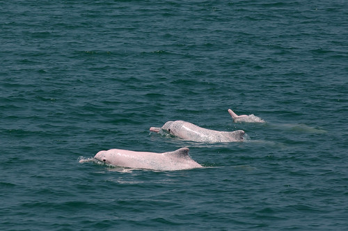 萬人認股，合力守下白海豚的棲地。攝影：游忠霖