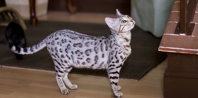 Silver Bengal Cat
