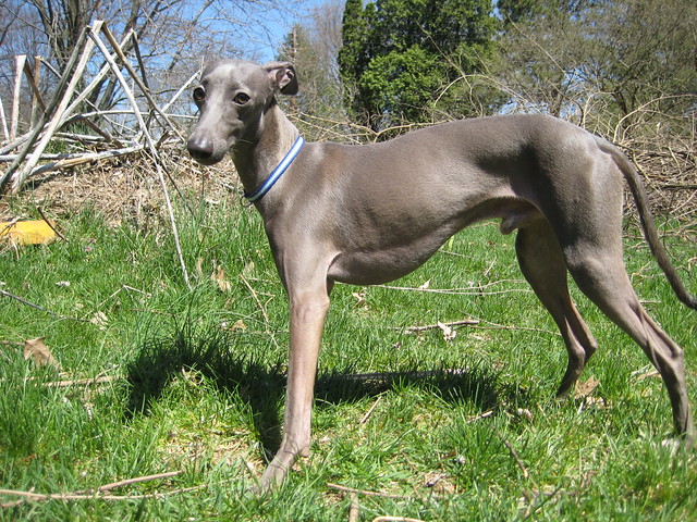 Enzo the Italian Greyhound