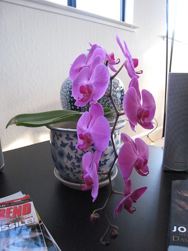 orchids IMG_4761