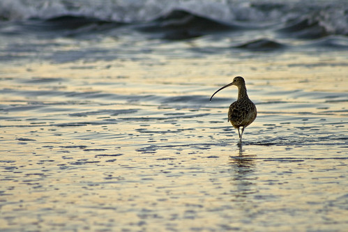 ocean california bird beach water animals sunrise sand surf beak morrobay bendylegs