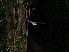 Schwartz's myotis  (Myotis martiniquensis), Presqu Ile La Caravelle, Martinique, 2005-12-23 (3 of 5).jpg