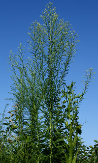 Horseweed-1