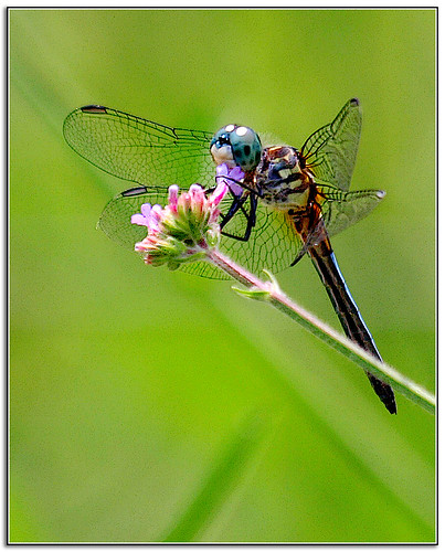 macro male verbena bluedasher drangonfly
