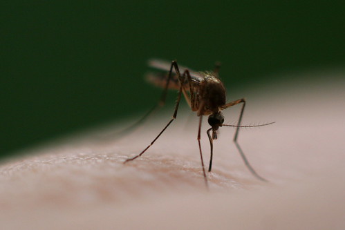 蚊子。（圖：Andy Langager）