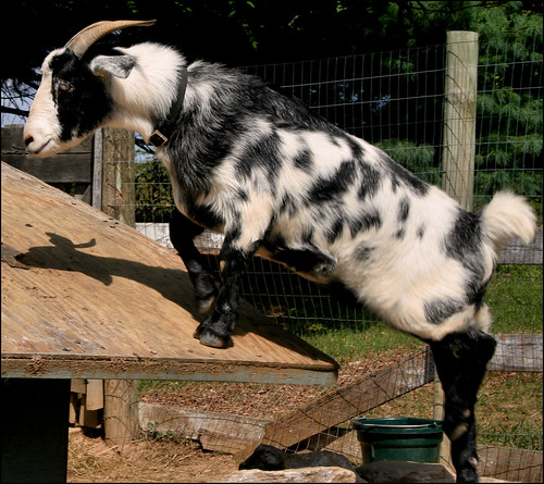 white black animal fur mammal horns maryland goat spots conservancy howardcounty ellicottcity 10millionphotos