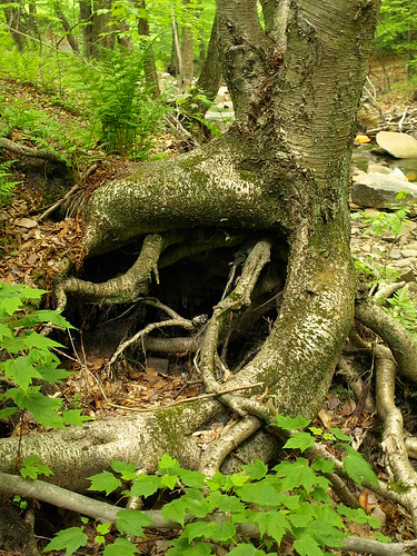 tree monster stream pennsylvania roots poconos carbondale zuiko e510 1442mm