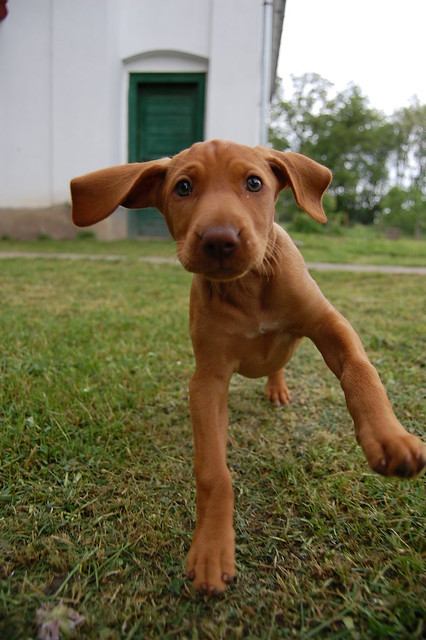 vizsla puppy | Flickr - Photo Sharing!