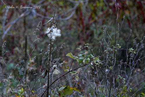 virginia parks milkweed nationalparks skylinedrive greenecounty shenandoahnationalpark canon24105l ivycreekoverlook virginiamountains