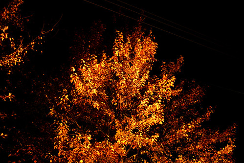 autumn tree fall night