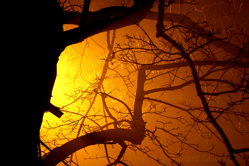 old light mist tree silhouette yellow fog geotagged dead scary streetlight branch sweden stockholm branches ghost illuminated densefog ghostlike visualeffect 2359 ghosthour theperfectphotographer rickardgillberg