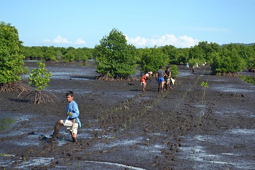北薩馬省種植紅樹林，菲律賓(來源：Trowel Development Foundation)