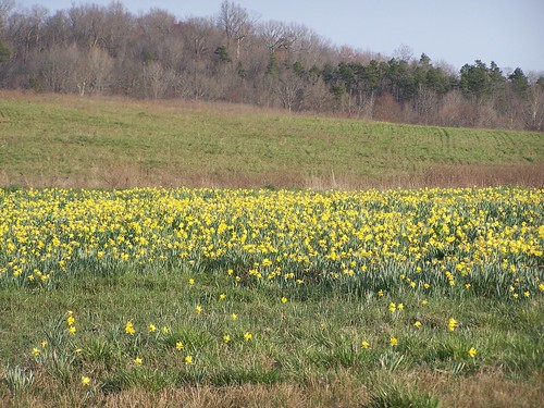 county flowers field nc daffodil stanly ncpedia