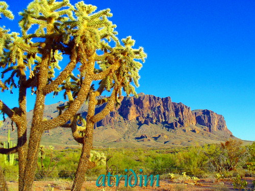 arizona cactus mountains cacti photo flickr desert cholla apachetrail superstitionwilderness superstitionmountain tontonationalforest atridim