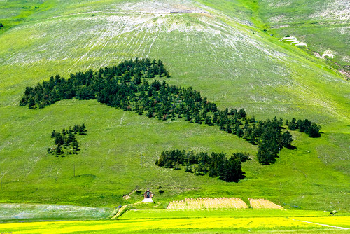 wood summer italy june landscape geotagged italia estate giugno 2008 paesaggio umbria bosco castelluccio mototour geo:lat=428120110423076 geo:lon=132042308307692