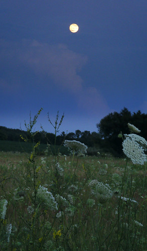 flowers wild moon night landscape twilight dusk meadow luna moonrise lunar s700 aplusphoto ysplix