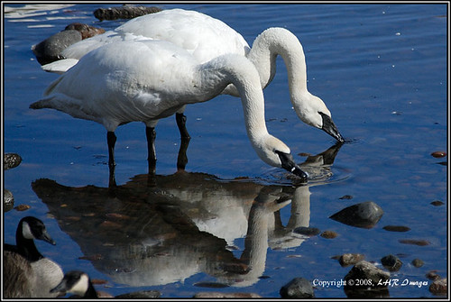 white nature birds swans mississippiriver pairs reflexions trumpeterswans nikond200 nikon80400mmvr monticellomn avianexcellence naturewatcher