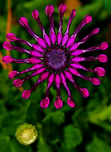 naturesfinest ultimateshot diamondclassphotographer excellentsflowers natureselegantshots flowersarefabulous