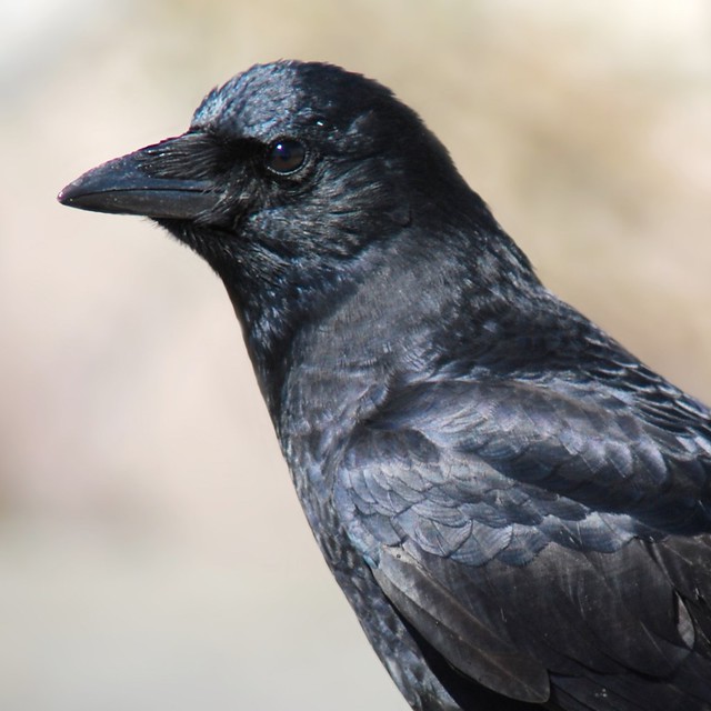 Crow close-up
