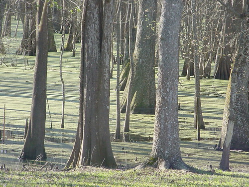 cold nature danger fence dock texas brother gator alligator swamp vegetation cypress pollen vanishing murky oldgeorge treesandshrubs romayor billsbog jmichaelraby