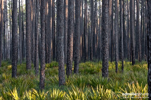 tree nature pinetree pine forest canon woods okefenokee 100400mm palmetto 100400l 40d georgiaokefenokee