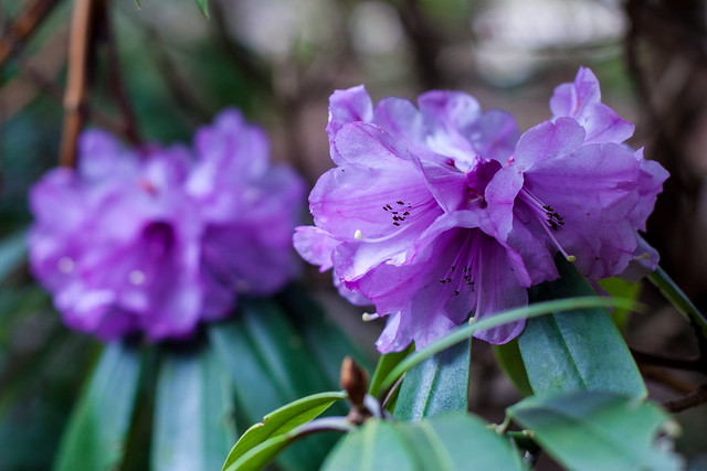 UBC Botanical Garden - Spring is coming