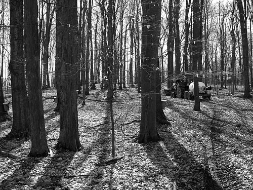 trees blackandwhite tractors maplesyrup vermontville