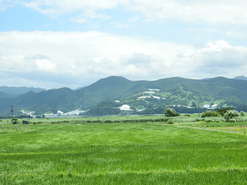 summer landscape 夏 yamagata paddyfield 山形 田んぼ 水田 明るい農村