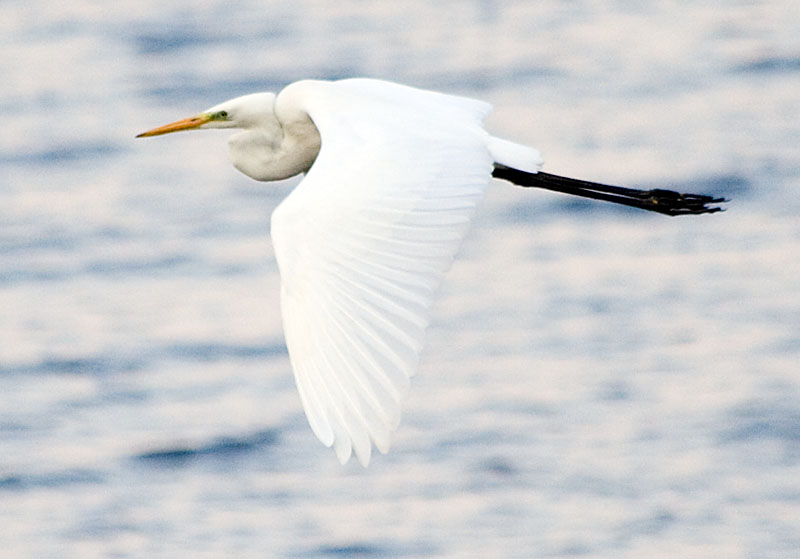 Photograph titled 'Great White Egret'