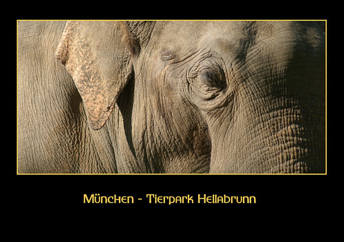 animals munich bayern bavaria zoo tiere tierpark münchen hellabrunn riesenfotos schwarzeserie