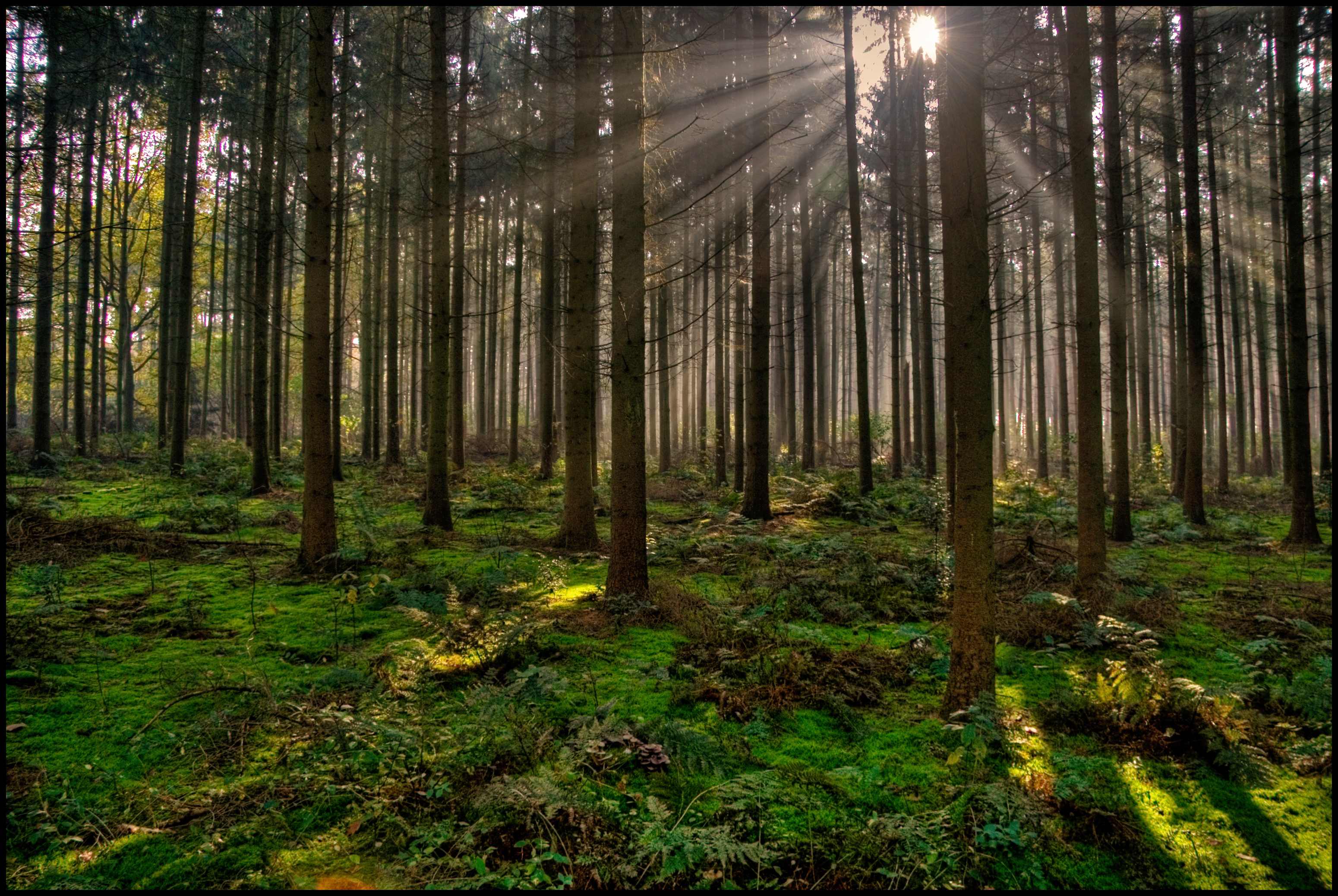 Какая земля в хвойном лесу. Беловежская пуща деревья. Форест Сосновый Бор. Природа леса. Красивый Сосновый лес.