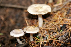 mushrooms in our neighbor's yard    MG 0180 