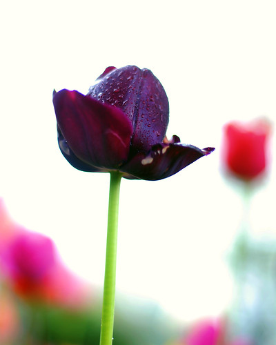 color wet rain festival nikon dof purple tulips bright bokeh huntington longisland single heckscherpark yourcountry