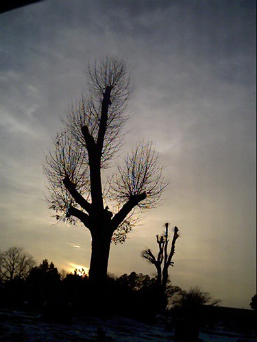 sunset sky tree night