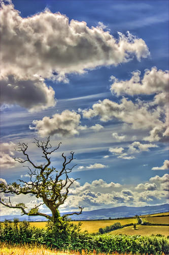 england sky sunlight tree clouds rural canon spectacular landscape outside outdoors eos countryside daylight oak scenery view july wideangle farmland best devon hedge vista fields twigs dartmoor canoneos hdr highdynamicrange 202 topaz thegreatoutdoors westcountry theworld planetearth ashcombe bestset tripleshot photomatix tonemapped inspiredbylove aeb 3exposures truetone hdrimage handheldhdr hdrsky hdrskies hdrpicture bestimage hdrclouds topimage photomatixhdr hdriimage rmrayner theperfectphotographer hdrview goldstaraward ralphrayner hdrscene landscapeandsky landscapewithsky