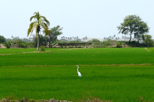 verde peru nature blanca arroz piura garza sullana siembras peruvianimageshistoryculture