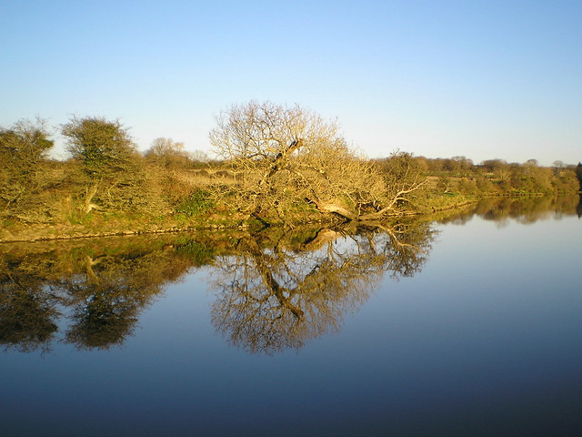 Riverside Reflection