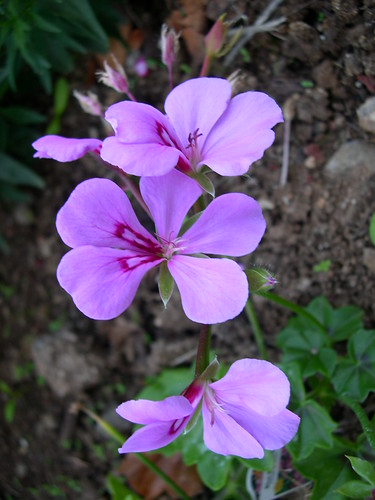 天竺葵Geranium