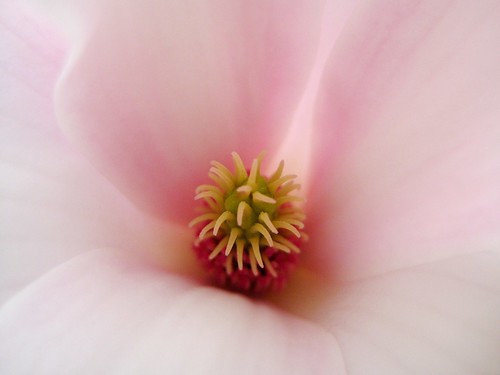 vienna wien flower macro closeup canon austria japanesegarden österreich heart blossom magnolia blume makro blüte nahaufnahme japanischergarten fantasticflower canonixus70